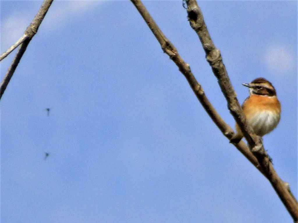 Stiaccino (Saxicola rubetra)